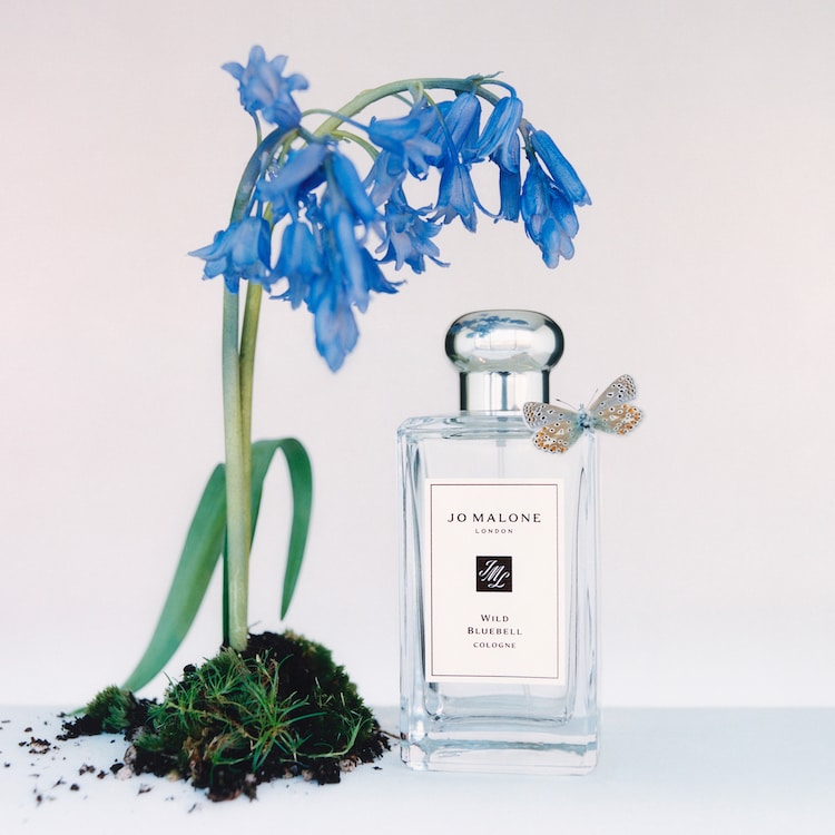 Wild Bluebell - Cologne