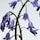 Wild Bluebell - Cologne