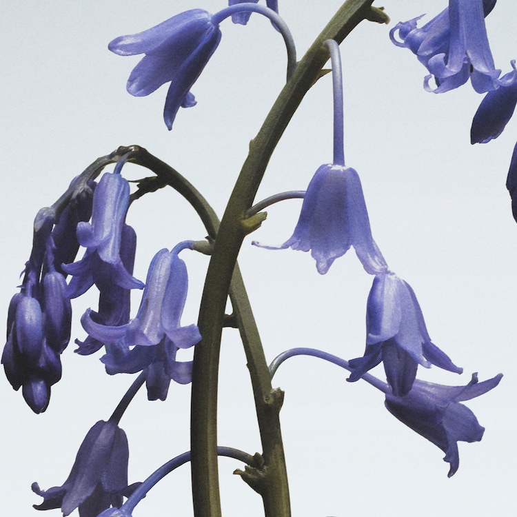 Wild Bluebell - Cologne