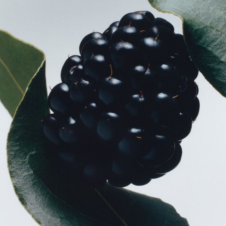 Blackberry & Bay - Cologne