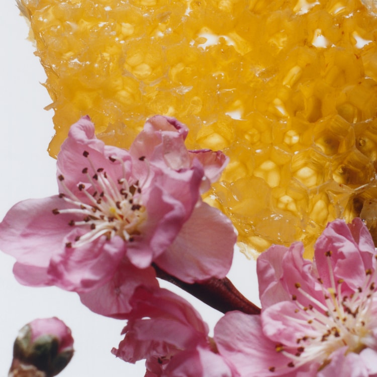 Nectarine Blossom & Honey - Cologne