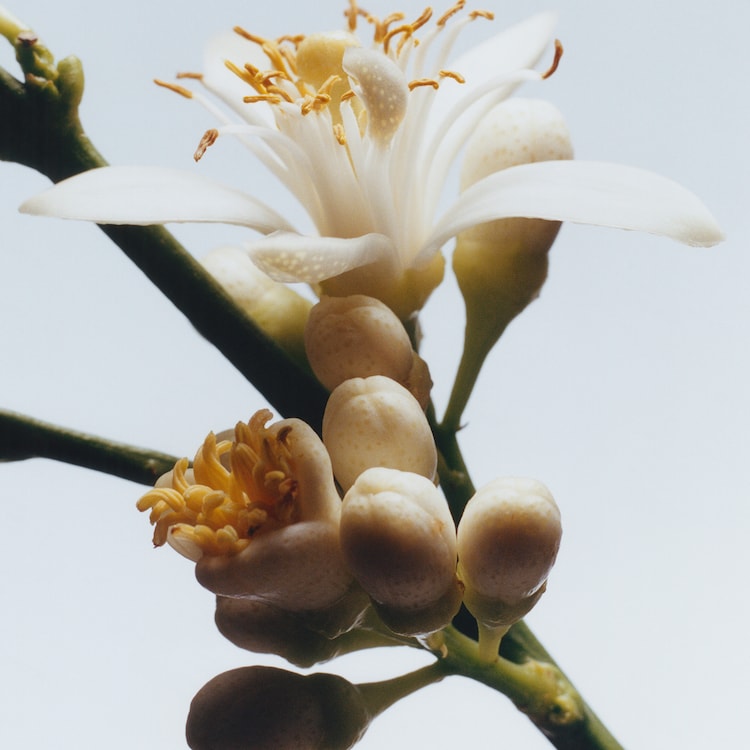 Orange Blossom - Cologne