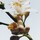 Orange Blossom - Cologne