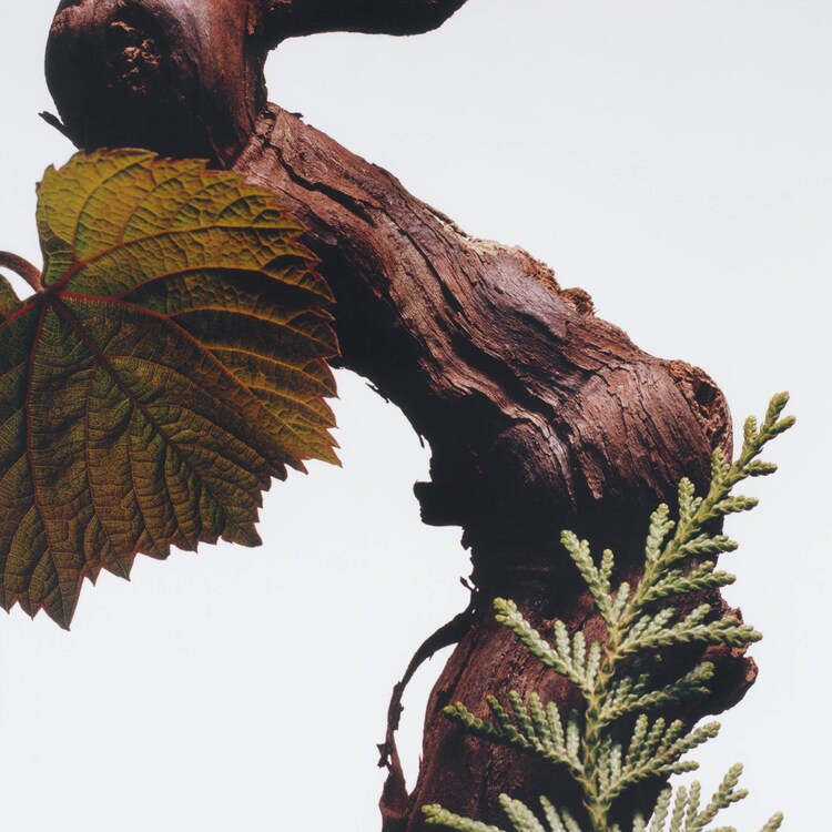 Cypress & Grapevine - Cologne Intense