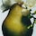 English Pear Cologne Discovery - Coffret cologne