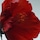 Red Hibiscus - Cologne Intense