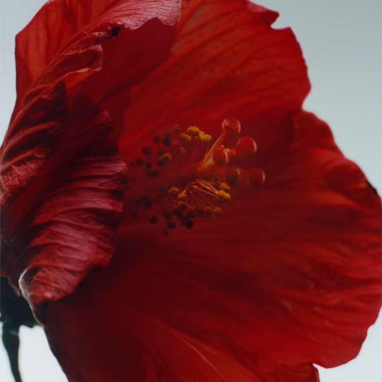 Red Hibiscus - Cologne Intense