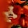 Red Hibiscus - Cologne Intense