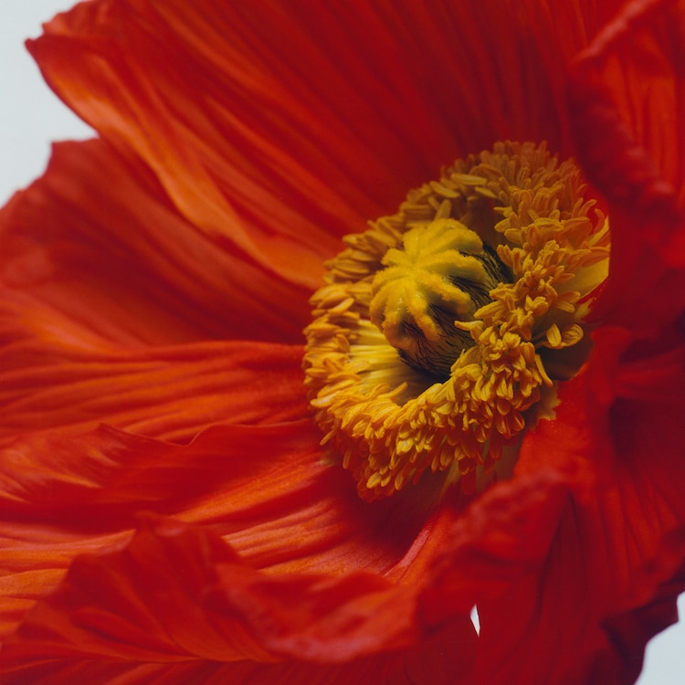 Scarlet & Poppy - Cologne Intense