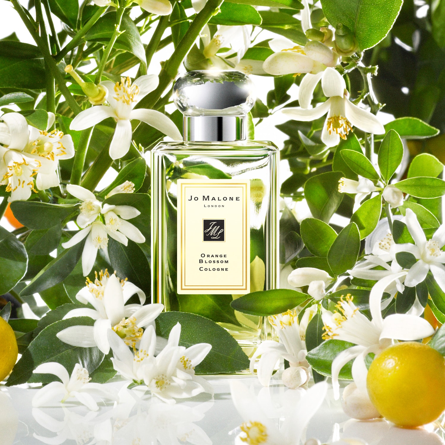Orange Blossom - Cologne | JO MALONE LONDON ≡ SEPHORA