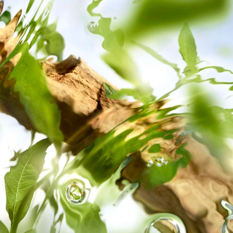 Ôff Now - Eau de Toilette Note aromatique boisée 