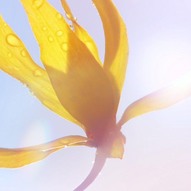 La vie est belle Soleil Cristal - Eau de Parfum