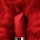 L'Absolu Rouge Drama Matte - Matowa pomadka