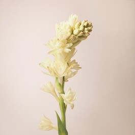 Let The Dance Begin - Parf&eacute;mov&aacute; voda