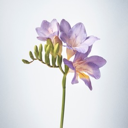 La Perla Possibilities - Woda perfumowana