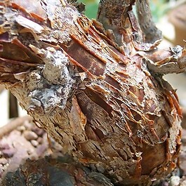 BUSHMAN CANDLE - Oléorésine Aromatique