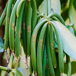 VANILLE VERTE - Oléorésine Aromatique