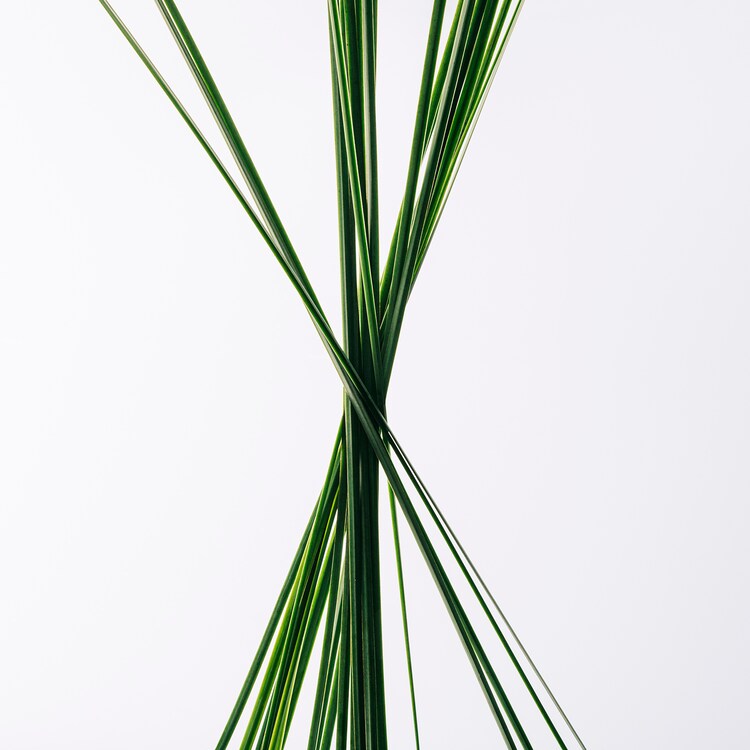 LOEWE Esencia - Cofre Regalo Eau de Toilette