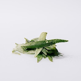 Esencia Pour Homme - Woda perfumowana