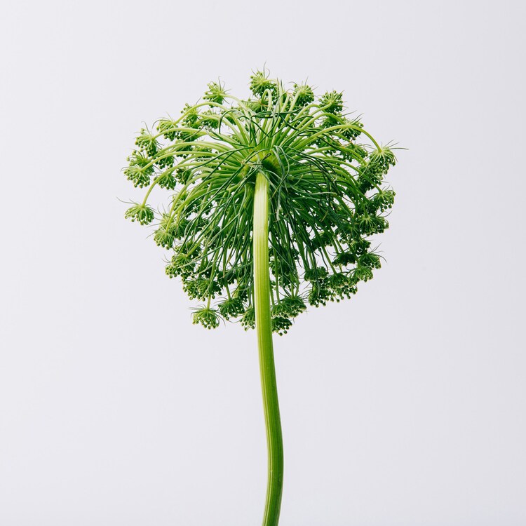 Loewe Aire - Eau de Toilette