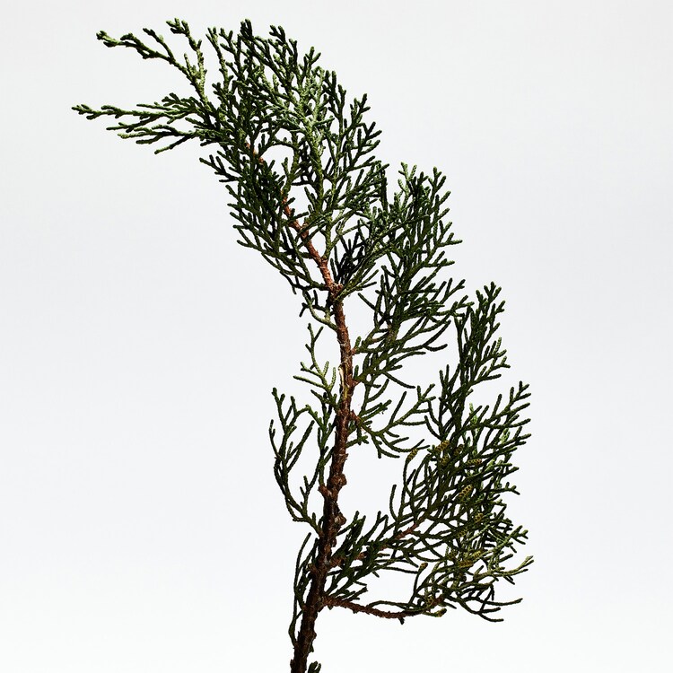 LOEWE 001 Man - Eau de Parfum 