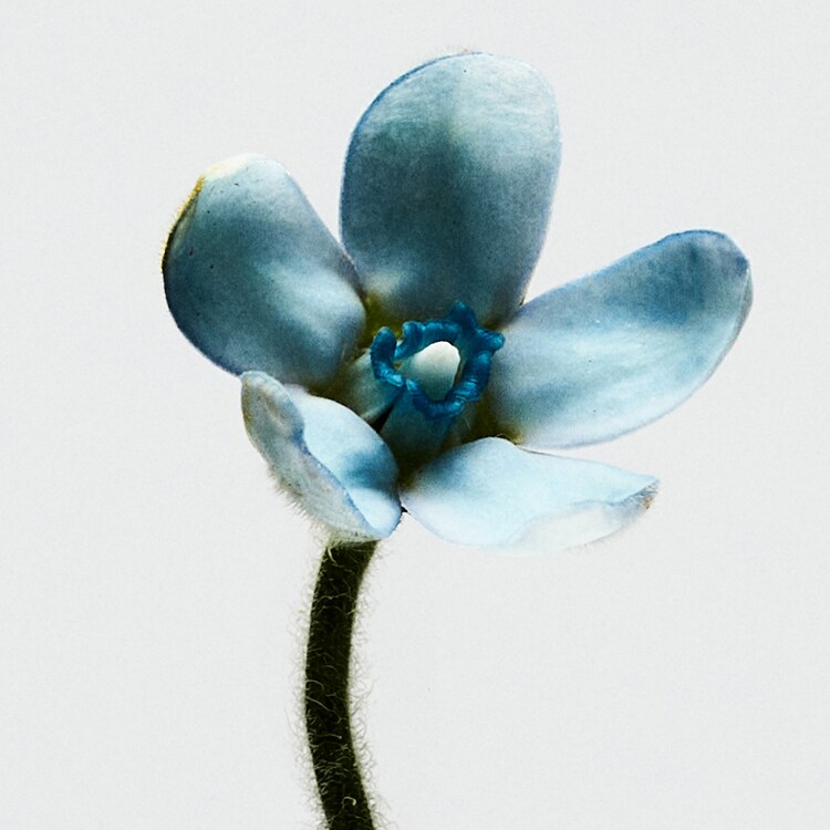 Loewe 001 Woman - Eau de Toilette