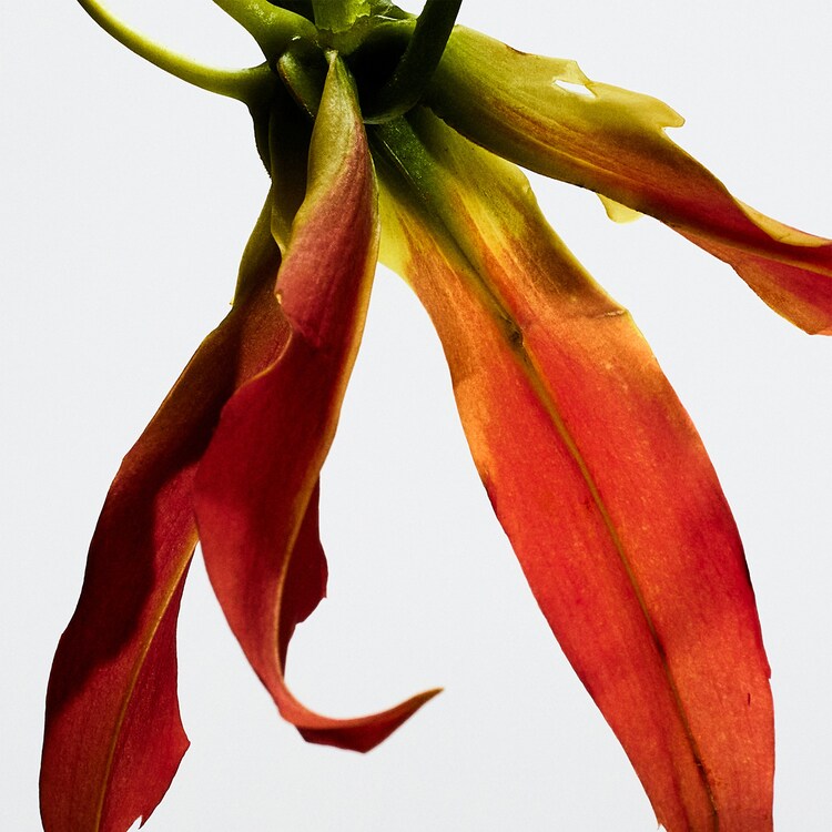 Paula's Ibiza Eclectic - Woda toaletowa