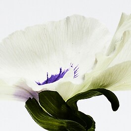 Aire Anthesis - Woda perfumowana