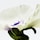 Aire Anthesis - Woda perfumowana