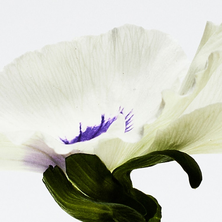 Aire Anthesis - Woda perfumowana
