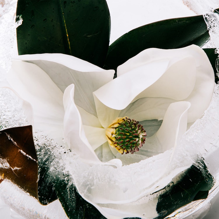 Aura Pink Magnolia - Woda perfumowana