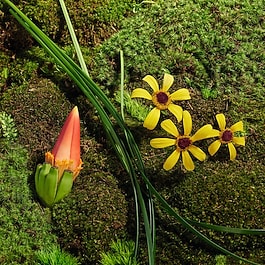 Daisy Wild Eau So Extra EDP - Apa de parfum