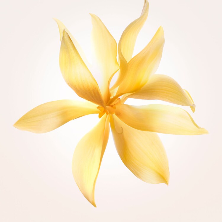 NARCISO Ambrée - Eau de Parfum Legnosa Ambrata