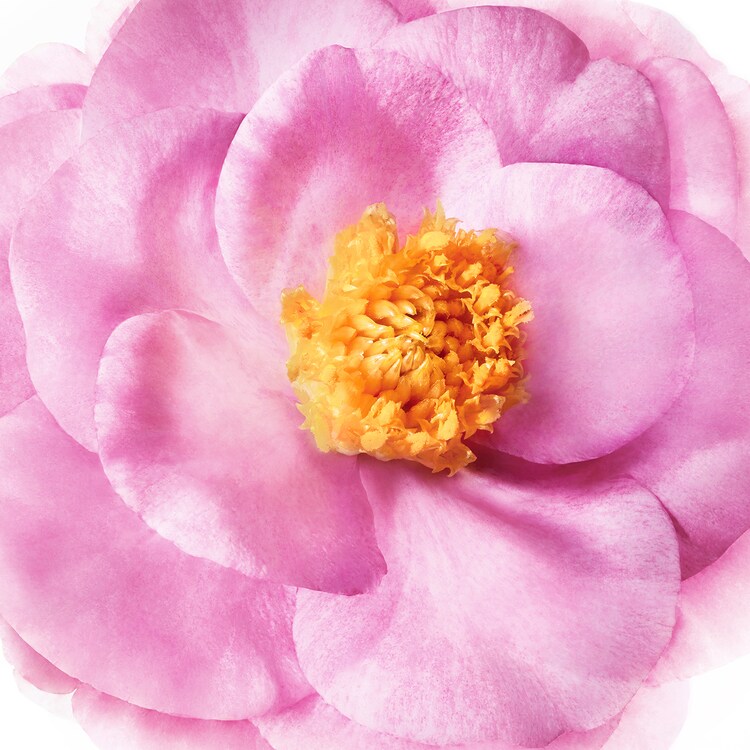 Hair Prodigieux® Mascarilla Nutrición Pre-champú