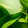 A Perfect World Antioxidant Moisturizer with White Tea
