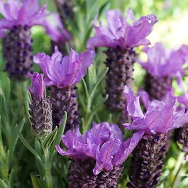 Phytofill™ -  Booster hudens fasthed
