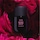 Rose Whip - Eau de Parfum