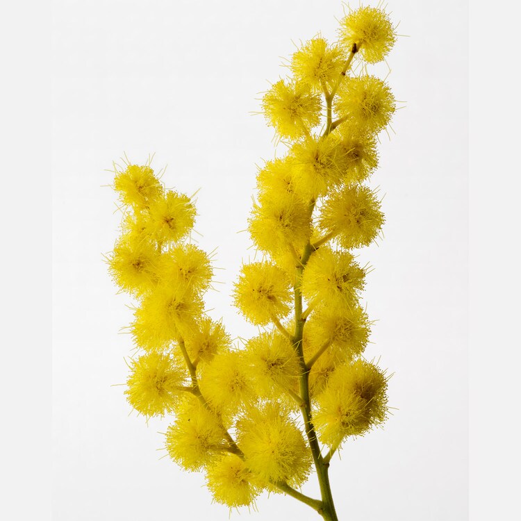 SOUS UN MIMOSA DE PROVENCE - EAU DE TOILETTE INTENSE