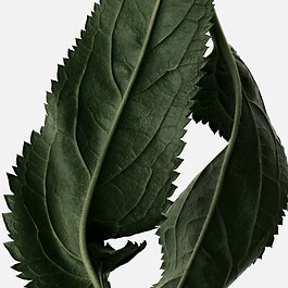 LE PATCHOULI ELIXIR - EAU DE PARFUM