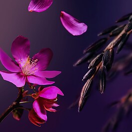 The Ritual of Yozakura - Schäumendes Duschgel