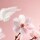 The Ritual of Sakura - Spray Anti-Transpirant
