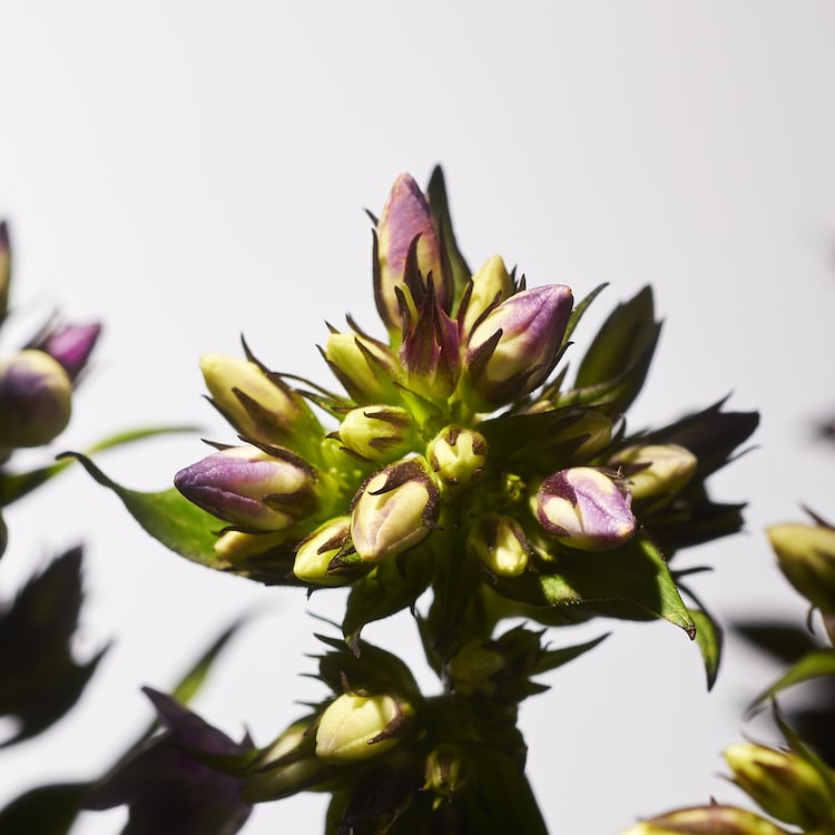 Savage Garden Scented Candle - Elegante candela profumata