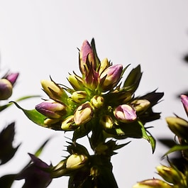 Savage Garden Home Private Collection - Zestaw Podarunkowy