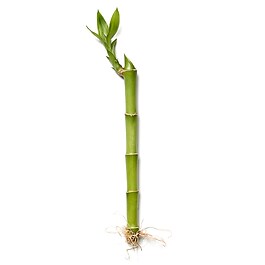 The Ritual of Samurai Sport -  Spuma pentru dus