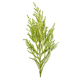 The Ritual of Samurai Sport -  Spuma pentru dus