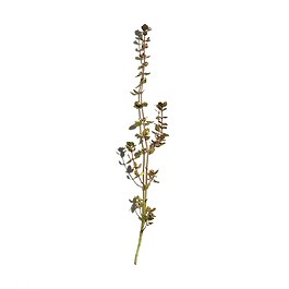 Reines - Crème anti âge éclat à la gelée royale certifiée bio