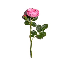 Rosa fresca - Baume hydratation intense et régénération certifié bio