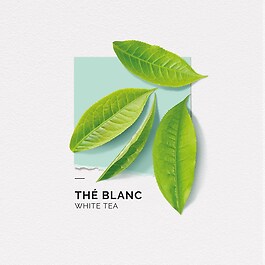 Thé Blanc - Eau de parfum