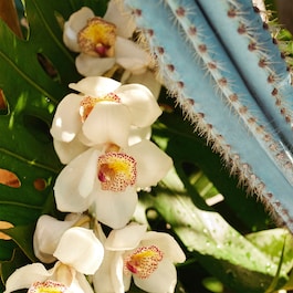 Refresco Para&iacute;so Perfume Mist - Mist profumata corpo e capelli