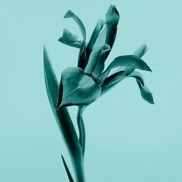 Tiffany Eau de Parfum